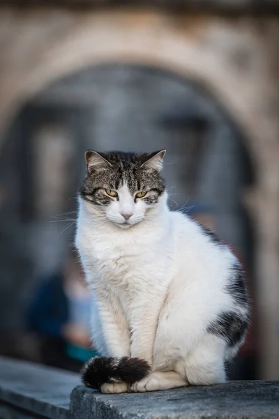 在杜布罗夫尼克的一个桥上门廊上坐着的一只小白猫的肖像 — 图库照片