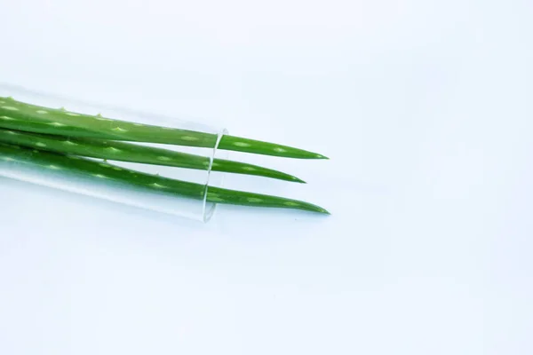 Aloe Vera Zelené Květinové Listy — Stock fotografie