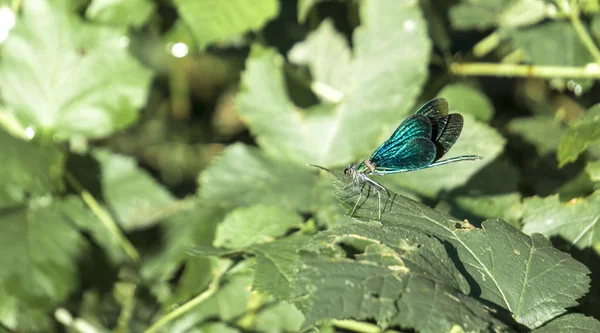 Spécimen Mâle Belle Demoiselle Calopteryx Virgo — Photo