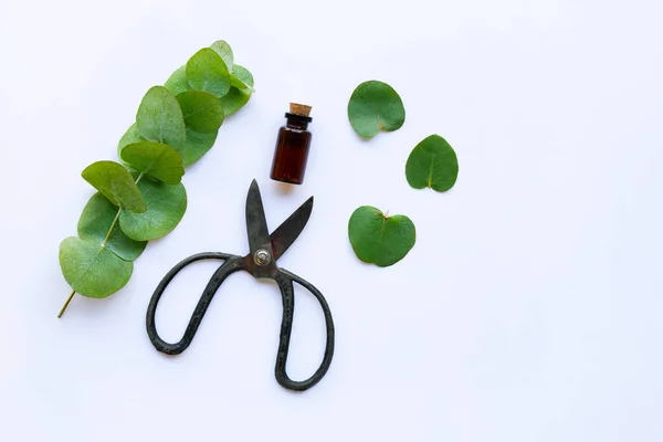 Ätherisches Eukalyptusöl Mit Zweigen Eukalyptusblättern Und Vintage Schere Auf Weißem — Stockfoto