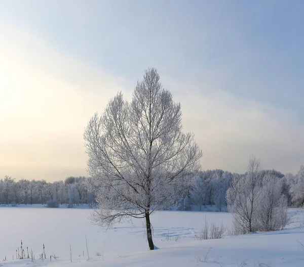 Зимний Европейский Парк — стоковое фото