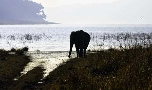 Skymning Över Ramganga Reservoar Med Vild Indisk Elefant Elephas Maximus — Stockfoto