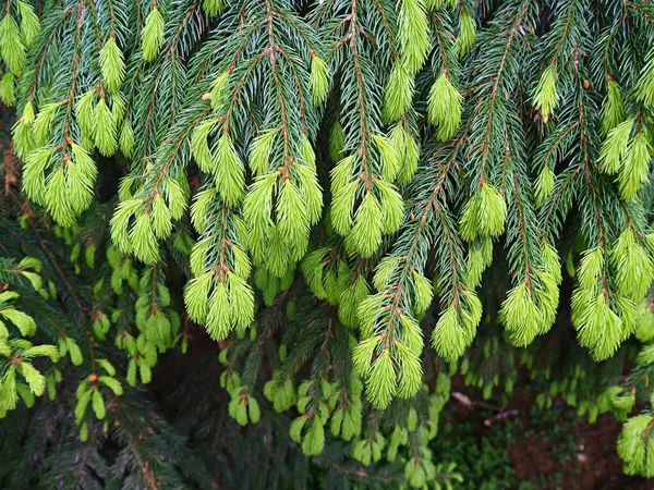 Crescimento Nova Primavera Nas Pontas Dos Ramos Uma Árvore Abeto — Fotografia de Stock