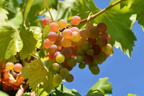 Vitis Vinifera Fresca Vid Común — Foto de Stock