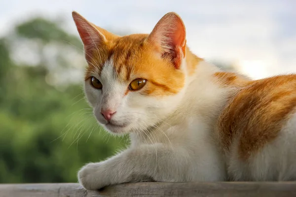 嘘の外の生姜白い猫 自然の中でかわいい赤白い猫の背景がぼやけている 白い猫嘘をつく — ストック写真