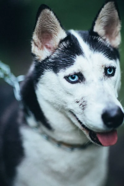 Πορτρέτο Του Ένα Πανέμορφο Σκυλί Χάσκι Ένα Σύμπλεγμα Δομών — Φωτογραφία Αρχείου