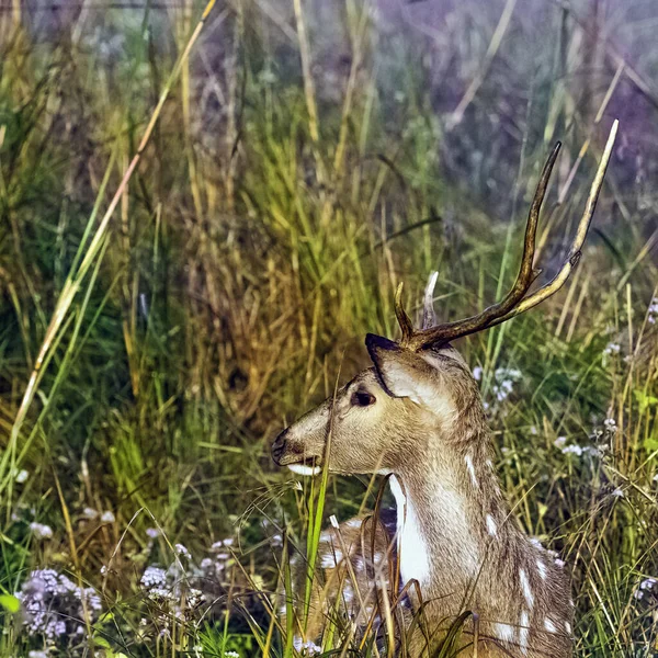 Porträt Eines Jungen Männlichen Chital Oder Geparden Axis Axis Auch — Stockfoto