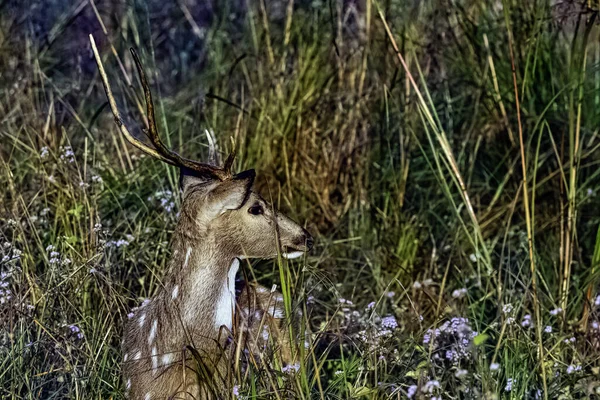 Portrét Mladého Muže Axisové Nebo Cheetal Osa Osa Také Známý — Stock fotografie