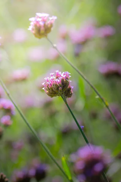 Imagen Fondo Las Flores Colores Naturaleza Fondo — Foto de Stock