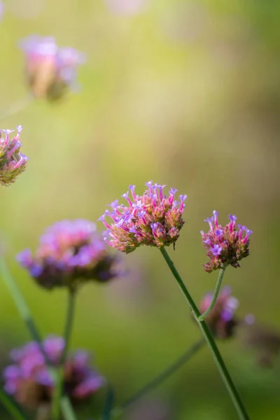 Imagen Fondo Las Flores Colores Naturaleza Fondo — Foto de Stock