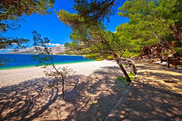 Vista Praia Azul Turquesa Idílica Através Pinheiros Makarska Riviera Região — Fotografia de Stock