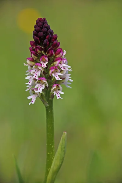 Značka Knabenkraut Orchis Ustulata Zaznamenána Lilientální Nedaleko Vás — Stock fotografie