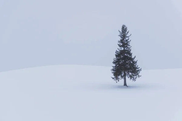 昼間はモミの木と冬の風景 — ストック写真