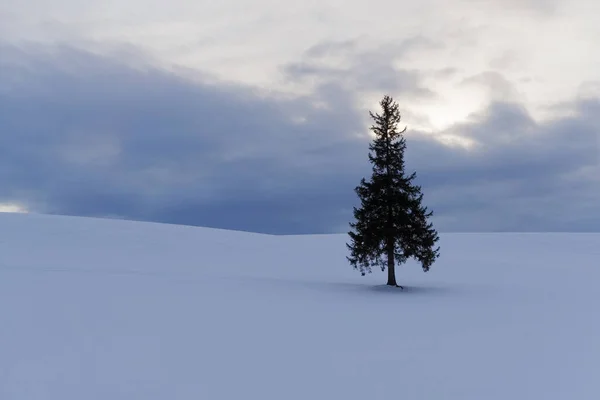 Χειμερινό Τοπίο Έλατο Την Ημέρα — Φωτογραφία Αρχείου