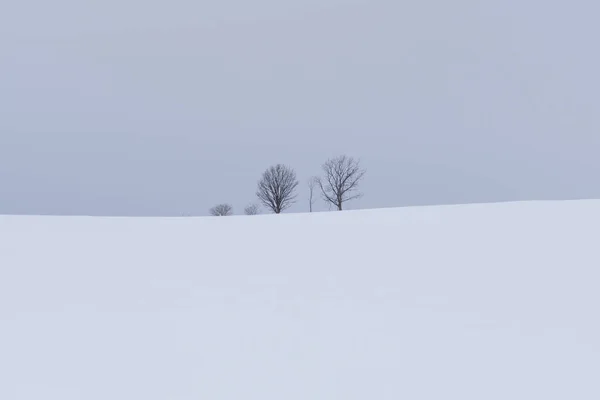 Paesaggio Invernale Con Abete Giorno — Foto Stock