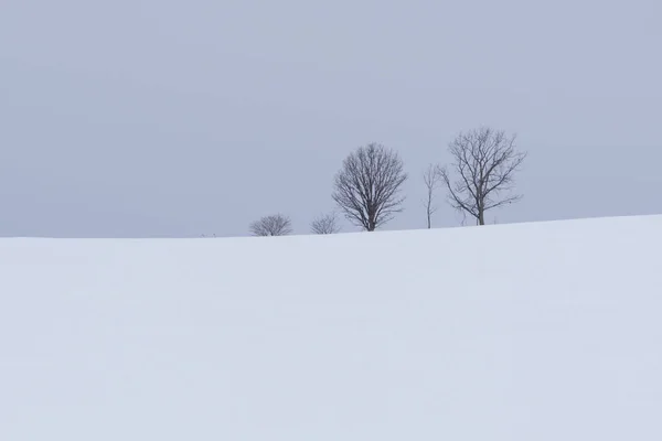 Paisagem Inverno Com Abeto Durante Dia — Fotografia de Stock