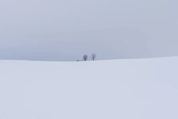 Paesaggio Invernale Con Abete Giorno — Foto Stock