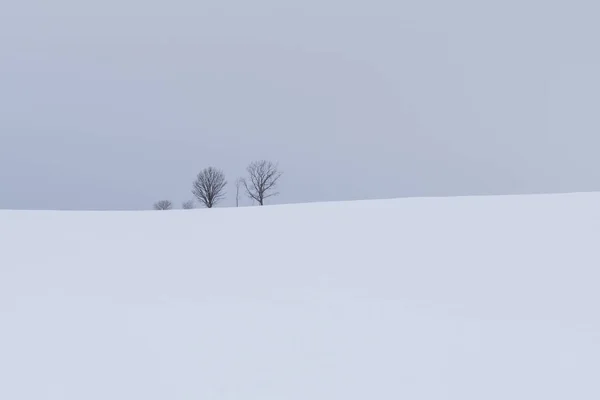 Winterlandschap Met Dennenboom Overdag — Stockfoto