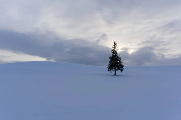 Winterlandschap Met Dennenboom Overdag — Stockfoto
