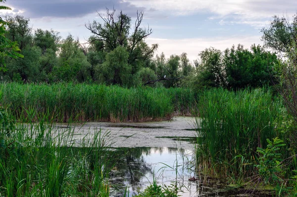 Blick Auf Den Dnjepr Mit Grünem Schilfdickicht Einem Sommerabend Cherson — Stockfoto