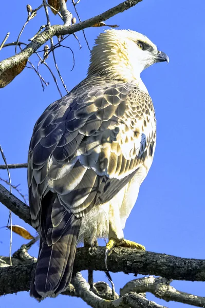 Young Changeable Hawk Eagle Crested Hawk Eagle Nisaetus Cirrhatus Jim — Stock Photo, Image