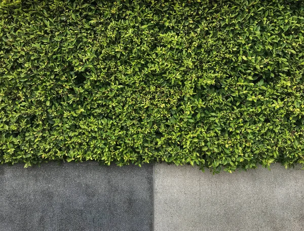 Yeşil Yaprakları Kaba Çimento Duvar Doku Arka Planı Için — Stok fotoğraf