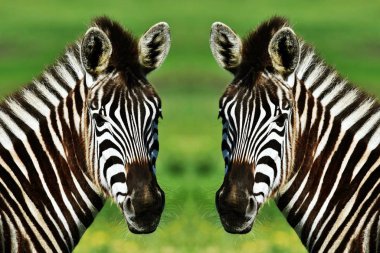 Close up of two Zebras clipart