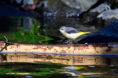 Grey wagtail in spring in a river clipart