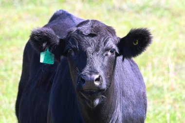 Closeup of the head of a black cow with ear tag. clipart