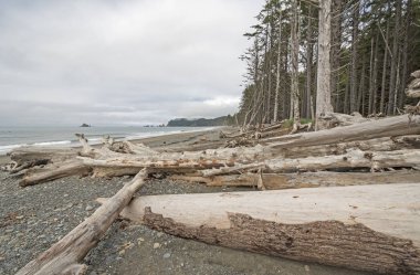 Giant Logs on a Remote Ocean Shore on Rialto Beach in Olympic National Park in Washington clipart