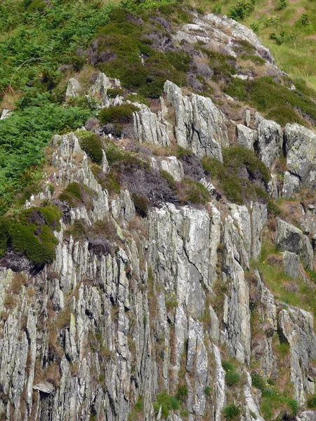 Man Adası Ndaki Groudle Glen Deniz Aslanları Eocks — Stok fotoğraf