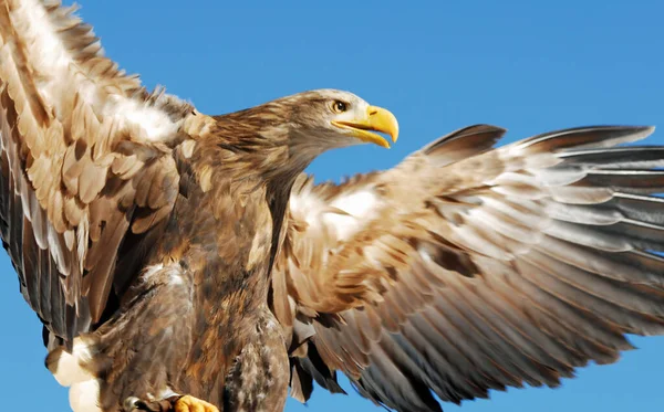 Γραφική Θέα Του Μαγευτικό Αρπακτικό Buzzard — Φωτογραφία Αρχείου