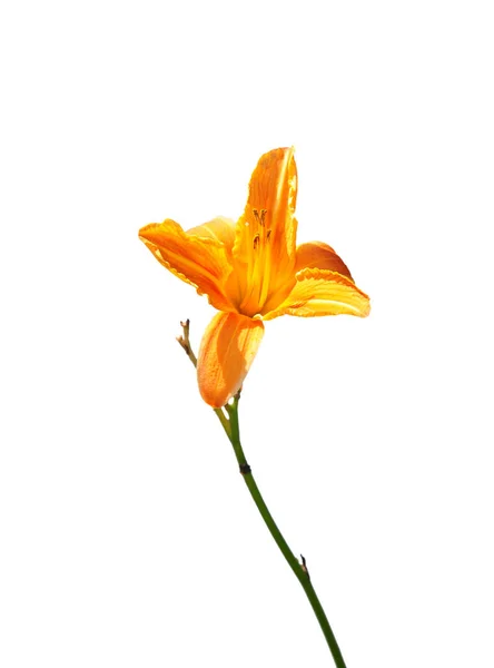 Огненная Лили Lilium Bulbiferum — стоковое фото