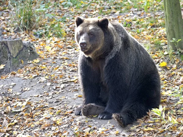 Brunbjørndyr Grizzlybjørn – stockfoto