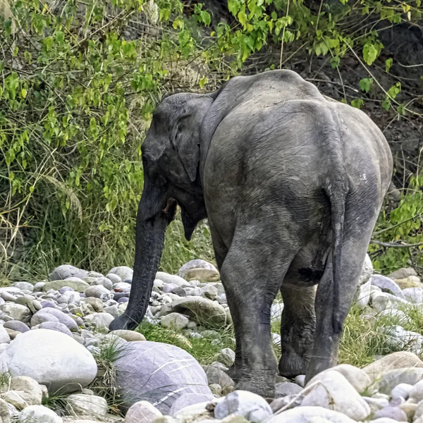 Słoń Indyjski Elephas Maximus Indicus Jest Jednym Trzech Podgatunki Słoń — Zdjęcie stockowe
