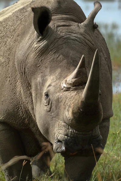 Rinocerontes Parque Nacional Lago Nakuru Quênia — Fotografia de Stock