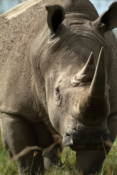 Nosorożce Parku Narodowym Jezioro Nakuru Kenii — Zdjęcie stockowe