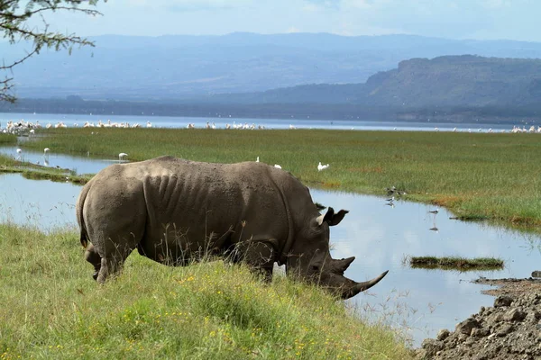 Rinocerontes Parque Nacional Lago Nakuru Quênia — Fotografia de Stock