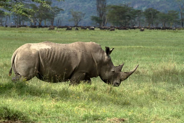 Rhinos Στο Εθνικό Πάρκο Της Λίμνης Νακούρου Στην Κένυα — Φωτογραφία Αρχείου