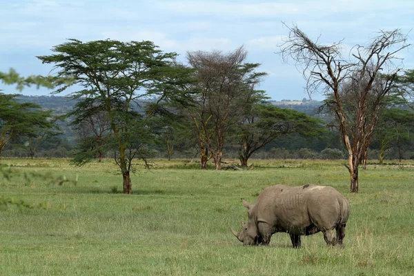 Rhinos Στο Εθνικό Πάρκο Της Λίμνης Νακούρου Στην Κένυα — Φωτογραφία Αρχείου
