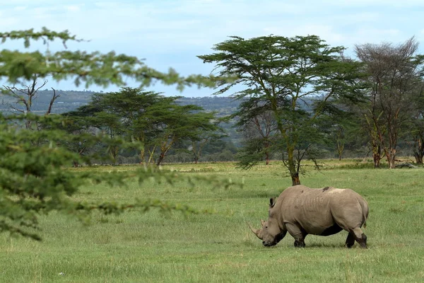 Rhinos Στο Εθνικό Πάρκο Της Λίμνης Νακούρου Στην Κένυα — Φωτογραφία Αρχείου