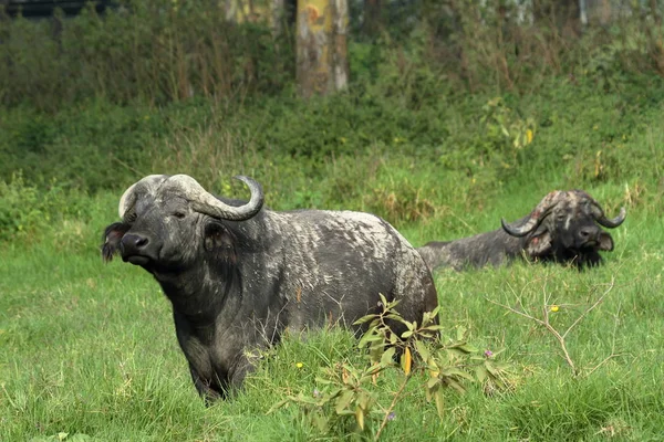 Búfalo Animal Natureza Gado — Fotografia de Stock