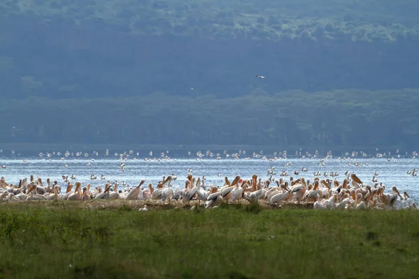 Malerischer Blick Auf Pelikane Wilder Natur — Stockfoto