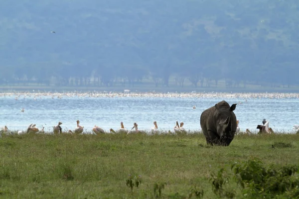 Носороги Озере Накуру Национальный Парк Кении — стоковое фото