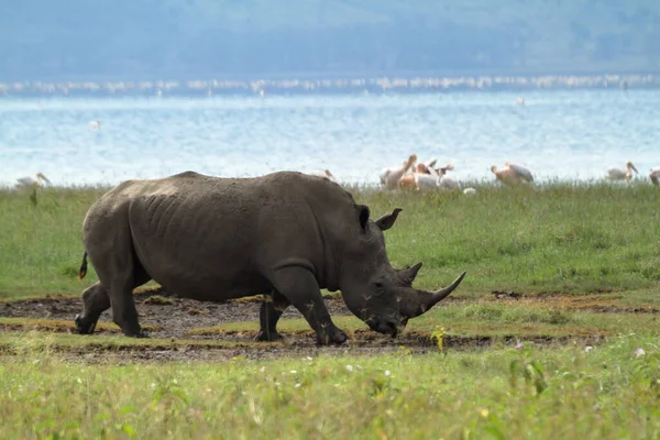 Rhinos Στο Εθνικό Πάρκο Της Λίμνης Νακούρου Στην Κένυα — Φωτογραφία Αρχείου