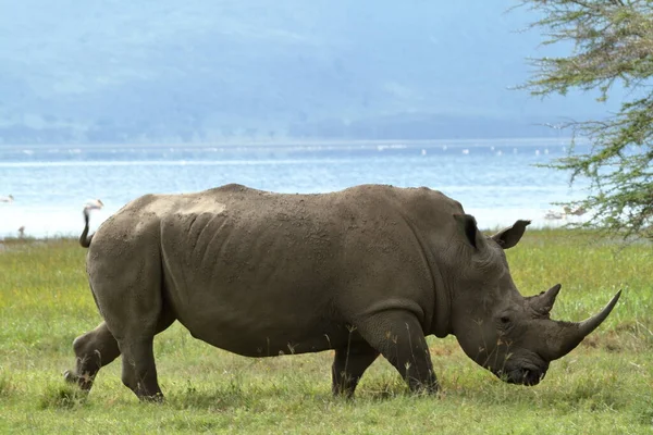 Rhinos Στο Εθνικό Πάρκο Της Λίμνης Νακούρου Στην Κένυα — Φωτογραφία Αρχείου