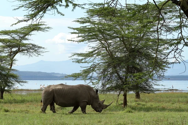 Rhinos Στο Εθνικό Πάρκο Της Λίμνης Νακούρου Στην Κένυα — Φωτογραφία Αρχείου