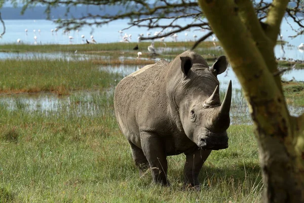 Rhinos Στο Εθνικό Πάρκο Της Λίμνης Νακούρου Στην Κένυα — Φωτογραφία Αρχείου