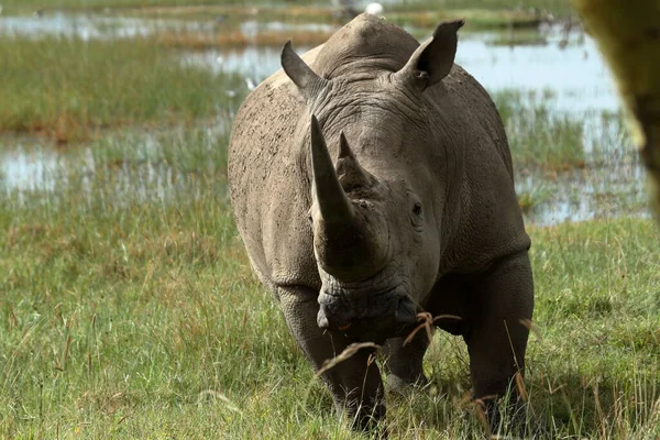 Rhinos Parque Nacional Lago Nakuru Kenia — Foto de Stock