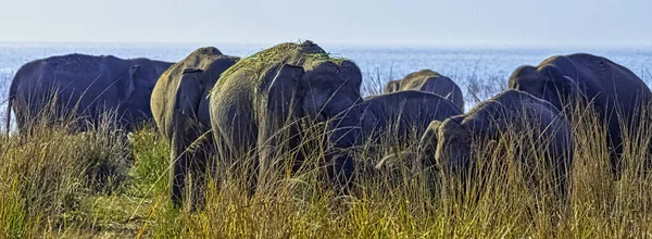 Indiai Elefántcsalád Elephas Maximus Indicus Ramganga Víztározóval Háttérben Jim Corbett — Stock Fotó